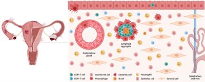 The role of CD8+ T cells in endometriosis: a systematic review